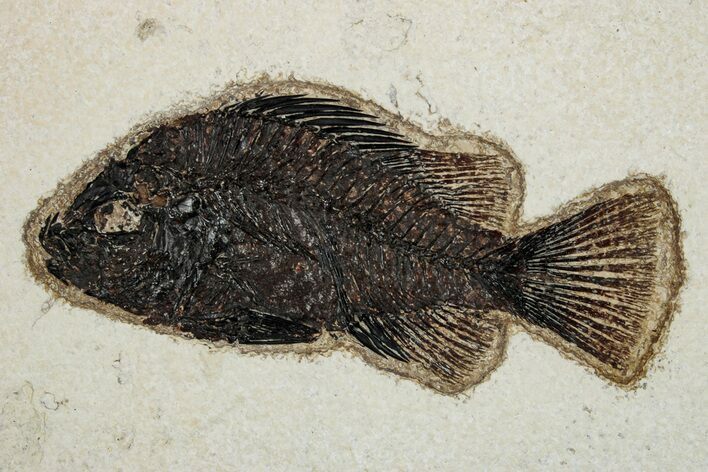 Fossil Fish (Cockerellites) - Wyoming #251913